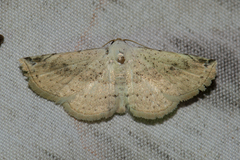Striglininae