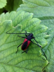 Purpuricenus kaehleri