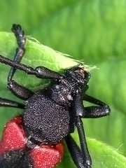 Purpuricenus kaehleri