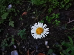 Erigeron veracruzensis