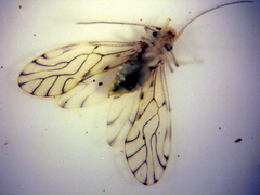 Lobocaecilius monicus