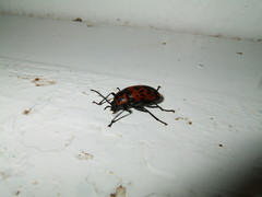 Cymatothes nebulosus