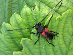 Purpuricenus kaehleri