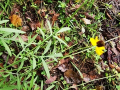 Ratibida coahuilensis