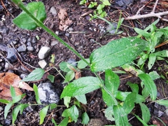 Erigeron veracruzensis