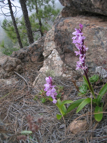 Image of Orchis canariensis by (c) Felicia Seichter, some rights reserved (CC BY)