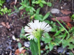 Erigeron veracruzensis
