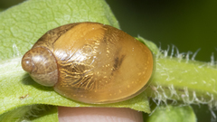 Novisuccinea ovalis