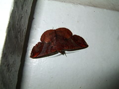 Thysanopyga apicitruncaria