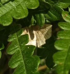 Metarranthis hypochraria