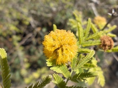 Vachellia farnesiana image