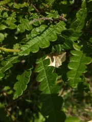 Metarranthis hypochraria