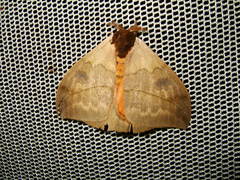 Automeris liberia