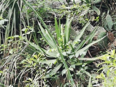 Agave difformis