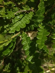 Metarranthis hypochraria