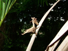 Acanthops parafalcata