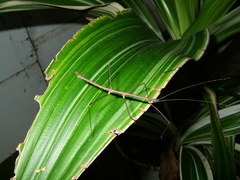 Ocnophiloidea regularis