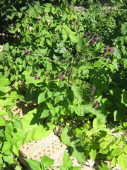 Arctium × mixtum