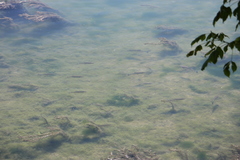 Squalius cephalus