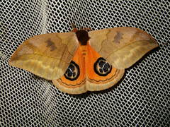 Automeris liberia