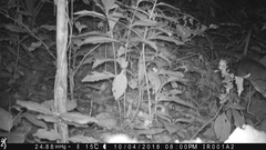 Cricetomys emini