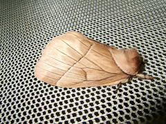 Pseudodirphia obliqua