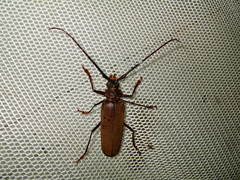 Orthomegas cinnamomeus