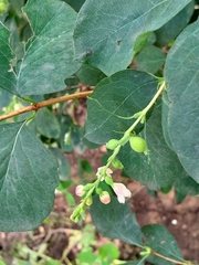 Symphoricarpos albus