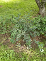 Symphoricarpos albus