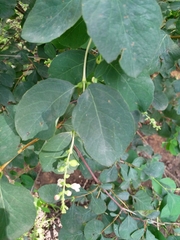 Symphoricarpos albus