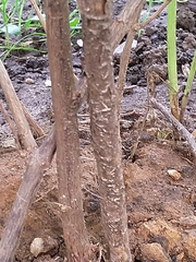 Symphoricarpos albus