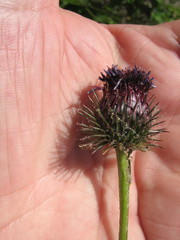 Arctium × mixtum