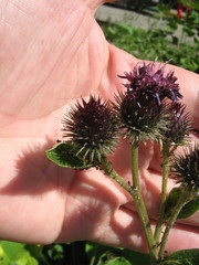 Arctium × mixtum