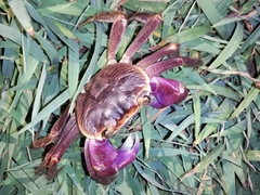 Geograpsus grayi