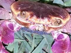 Geograpsus grayi