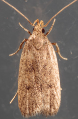 Autostichidae