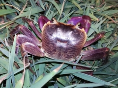 Geograpsus grayi
