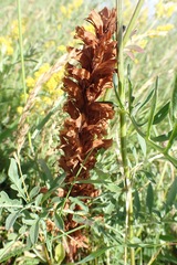 Orobanche elatior