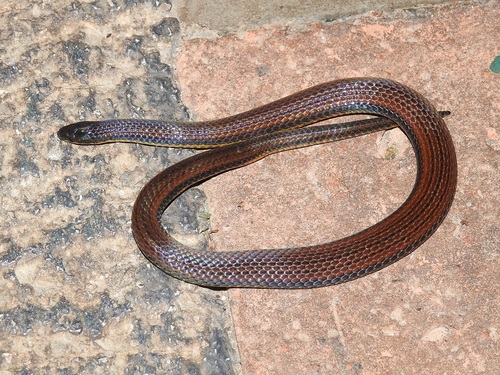 Chiapas burrowing snake