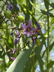 Solanum dulcamara