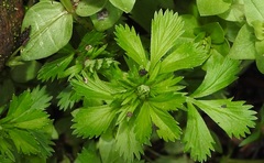 Alchemilla procumbens