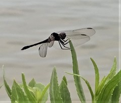 Erythrodiplax berenice