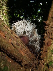 Coendou longicaudatus