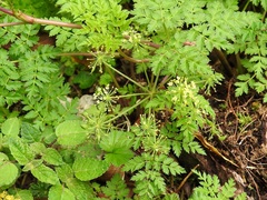 Arracacia pringlei