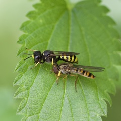 Ectemnius cephalotes