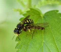 Ectemnius cephalotes