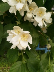 Philadelphus coronarius