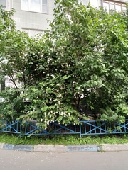 Philadelphus coronarius