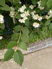 Philadelphus coronarius