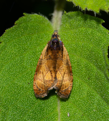 Olethreutes nigranum